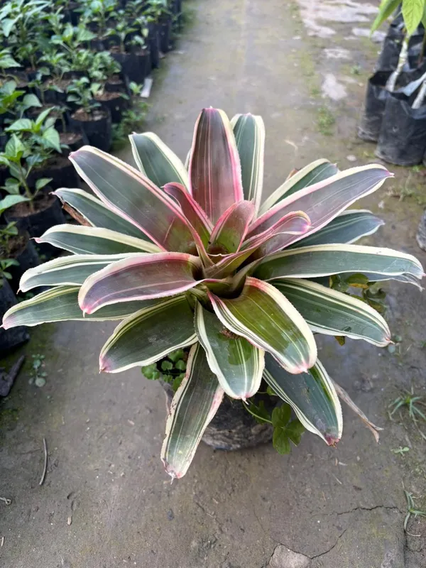 Neoregelia_Carolinae