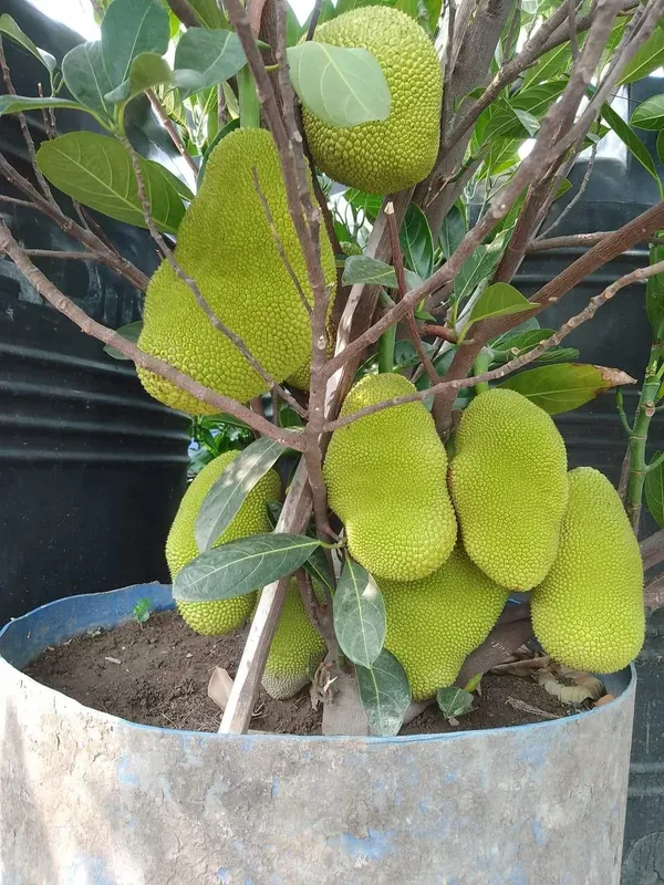 Pink_Jackfruit_Plant_|_Grafted_And_Hybrid_Plants