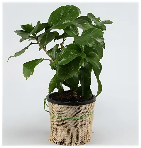 Red_Heart_Hibiscus_Flower_Plant_(2_Feet_Height)