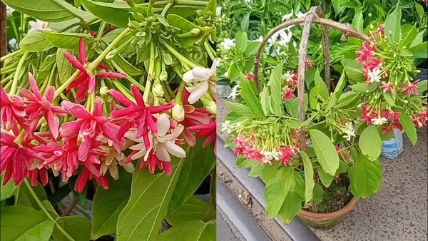 Double_Madhvi_Live_Plant