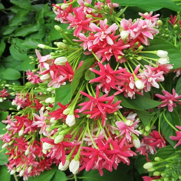 Double_Madhvi_Live_Plant