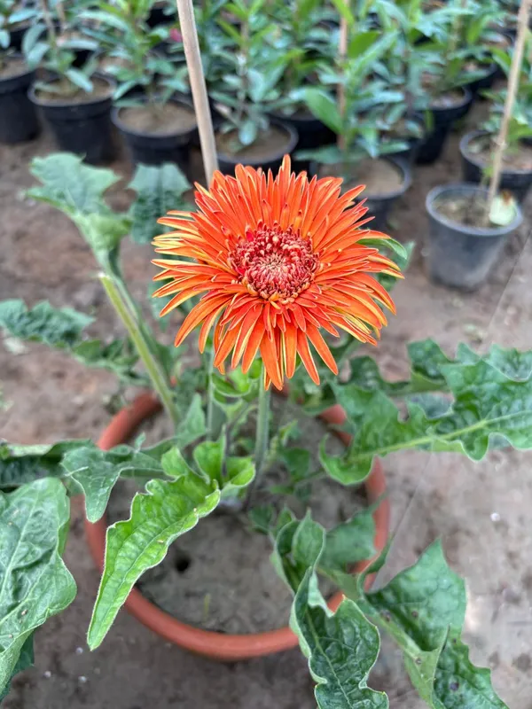 Orange_Hybrid_Jarbera_Live_Plant_