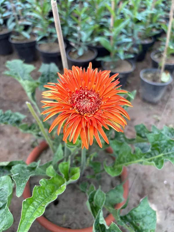 Orange_Hybrid_Jarbera_Live_Plant_