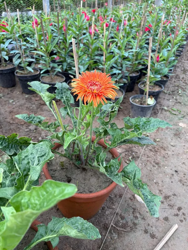 Orange_Hybrid_Jarbera_Live_Plant_