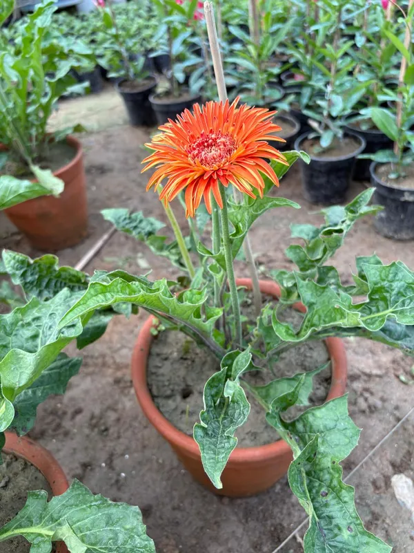 Orange_Hybrid_Jarbera_Live_Plant_