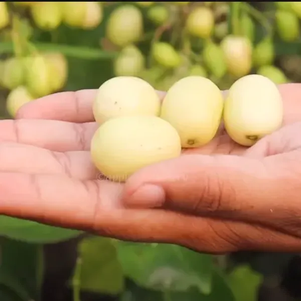 White_Jamun_Thai_|_Grafted_And_Hybrid_Plants