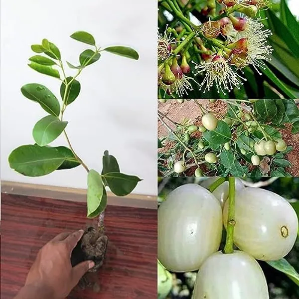 White_Jamun_Thai_|_Grafted_And_Hybrid_Plants