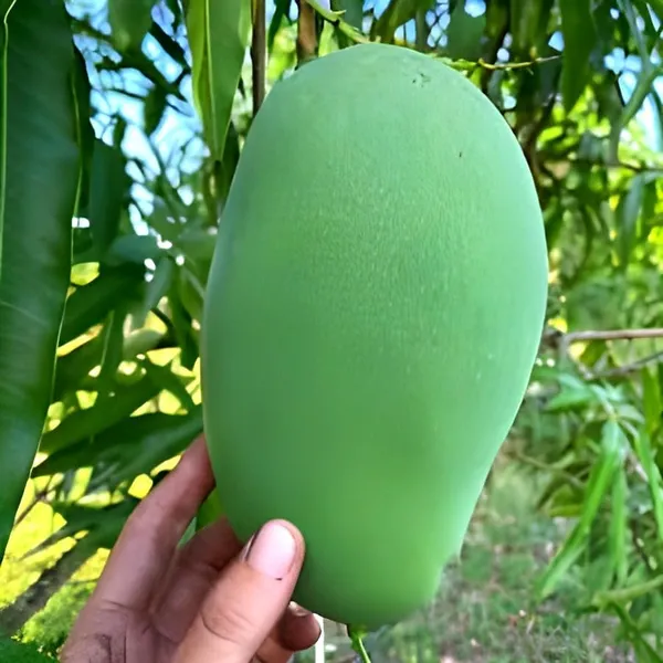 Fazli_Mango_Plant_|_Grafted_And_Hybrid_Plants