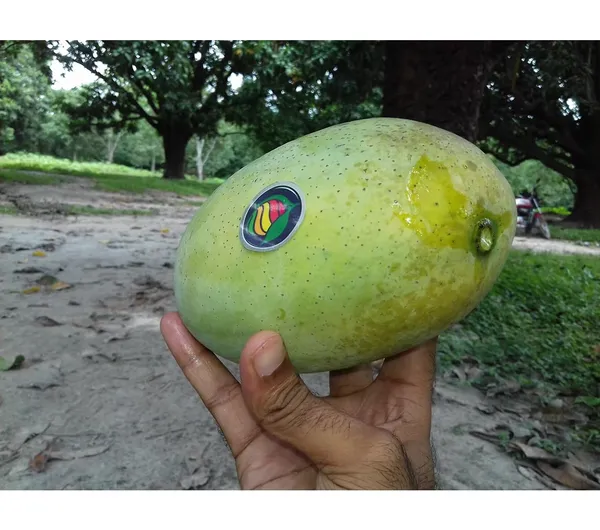 Fazli_Mango_Plant_|_Grafted_And_Hybrid_Plants