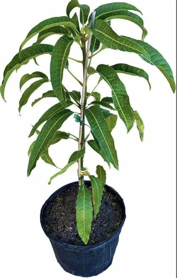 Fazli_Mango_Plant_|_Grafted_And_Hybrid_Plants