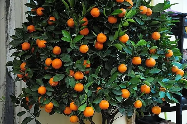 Cylet_Orange_Plant_|_Grafted_And_Hybrid_Plants