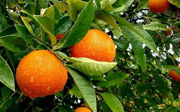Cylet_Orange_Plant_|_Grafted_And_Hybrid_Plants