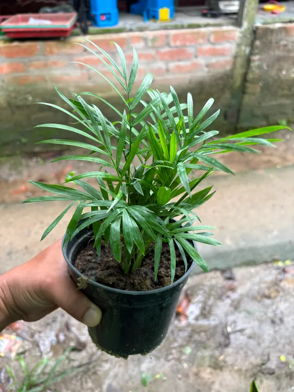 Parlor_Palm(Chamaedorea)