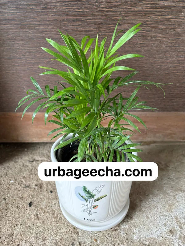 Parlor_Palm(Chamaedorea)
