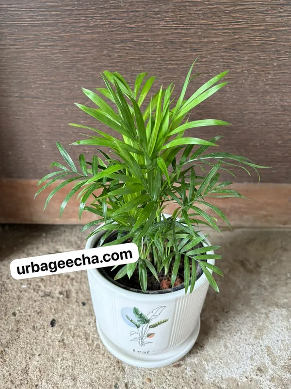 Parlor_Palm(Chamaedorea)