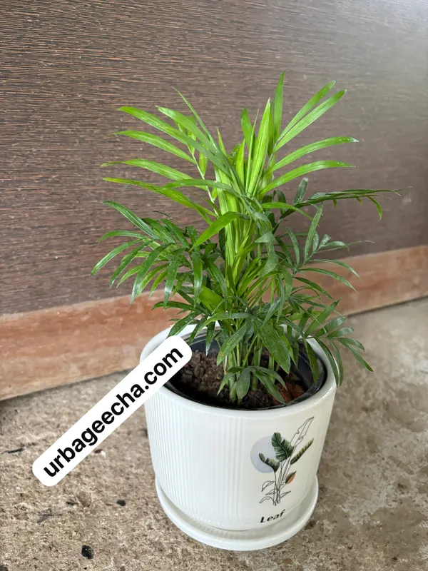 Parlor_Palm(Chamaedorea)