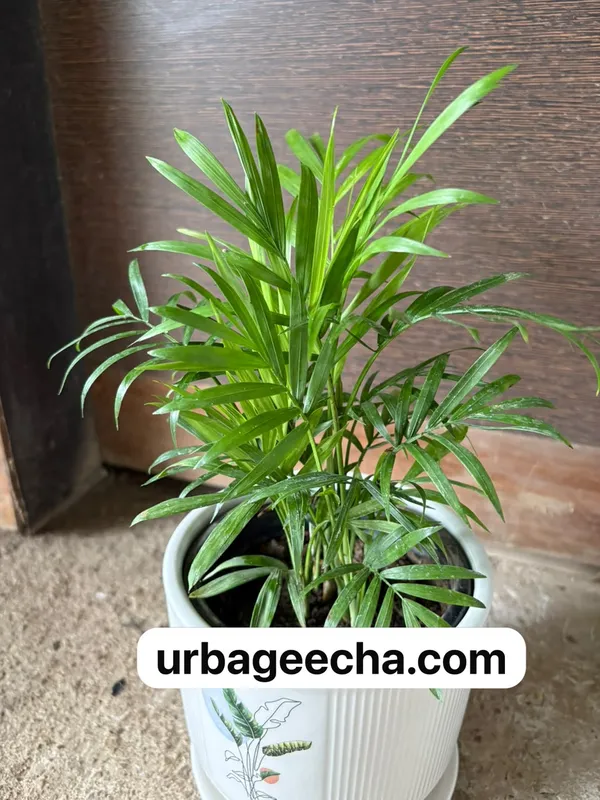 Parlor_Palm(Chamaedorea)