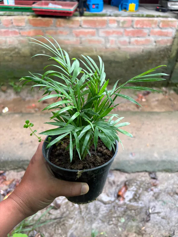 Parlor_Palm(Chamaedorea)