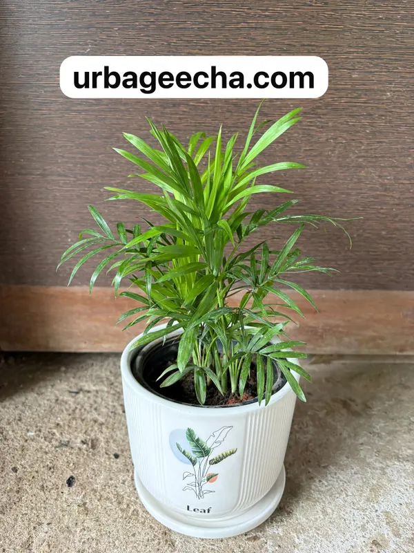 Parlor_Palm(Chamaedorea)