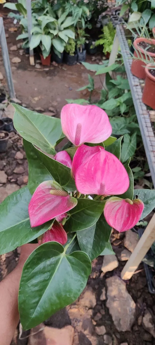 Pink_Anthuriam_Live_Plant
