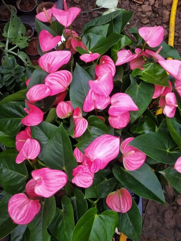 Pink_Anthuriam_Live_Plant