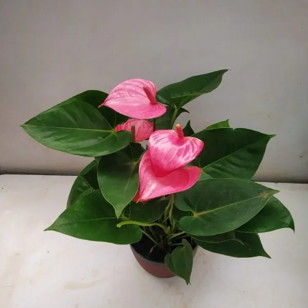 Pink_Anthuriam_Live_Plant