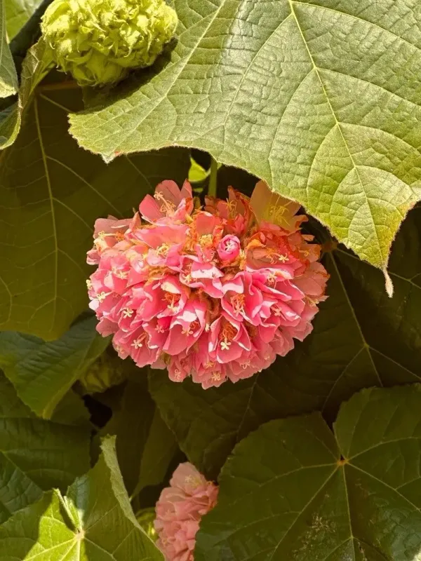 Pink_Ball_Live_Plant