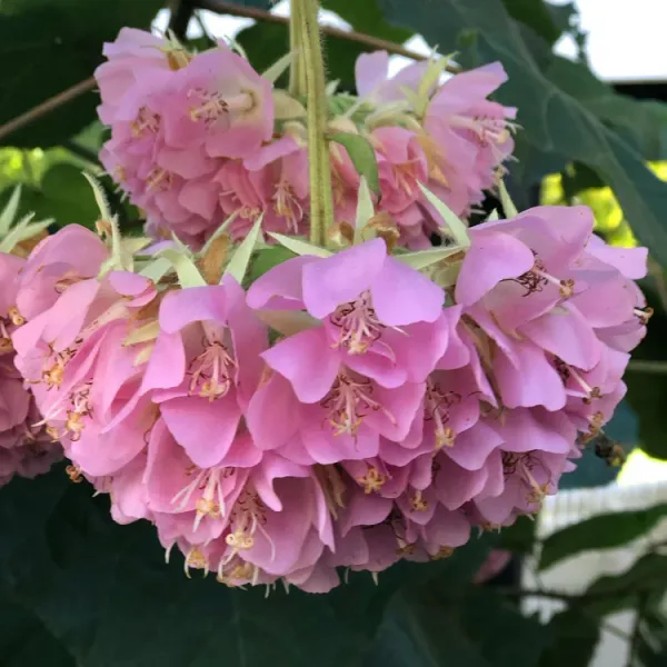 Pink_Ball_Live_Plant