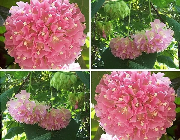 Pink_Ball_Live_Plant