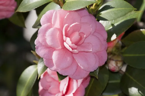 Pink_Camelia_Live_Plant