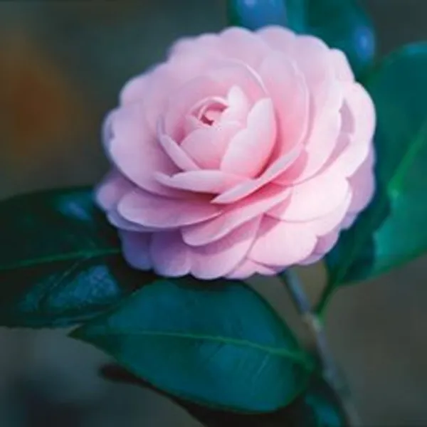 Pink_Camelia_Live_Plant