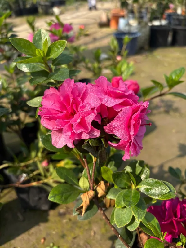 Pink_Double_Azelia