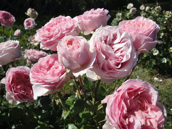 Pink_Haze_Rose_Live_Plant