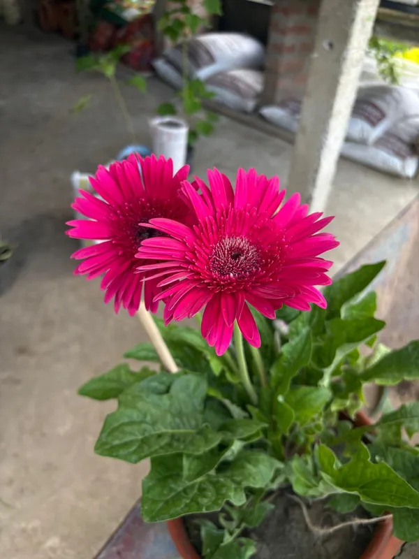Pink_Hybrid_Jarbera_live_plant_
