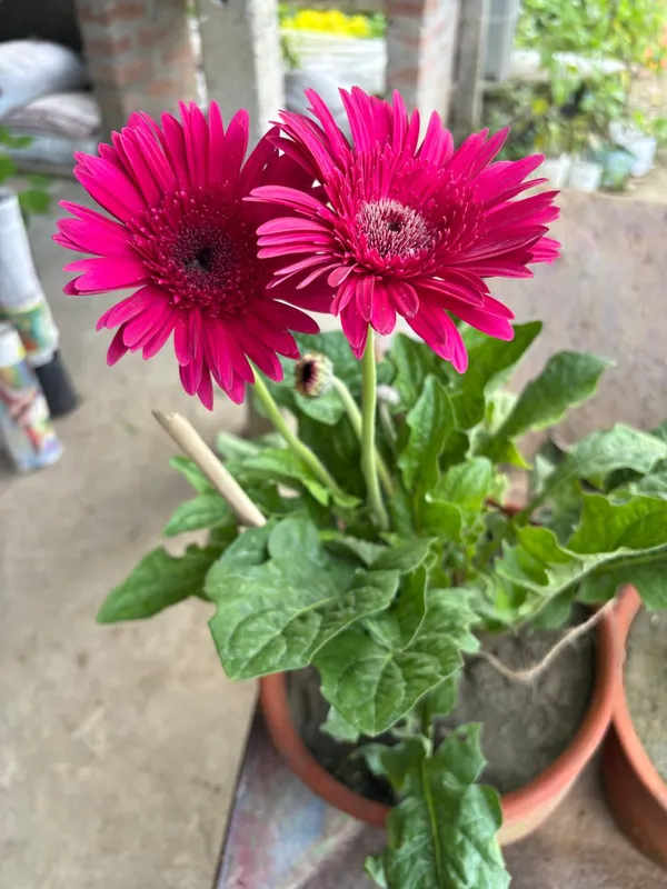 Pink_Hybrid_Jarbera_live_plant_