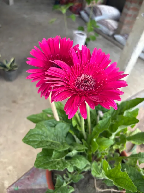 Pink_Hybrid_Jarbera_live_plant_