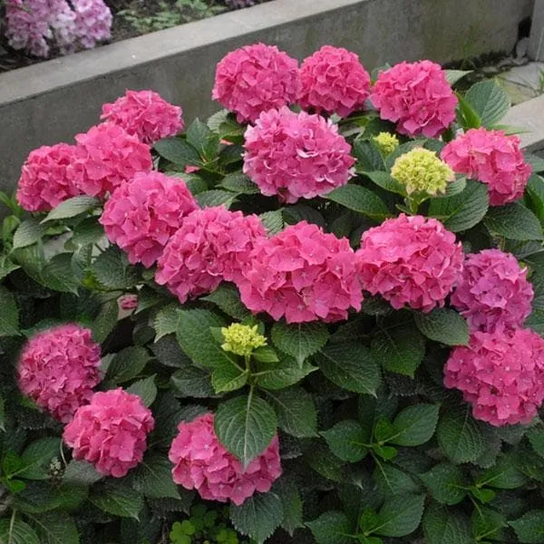 Pink_Hydrangea_Flower_Live_Plant