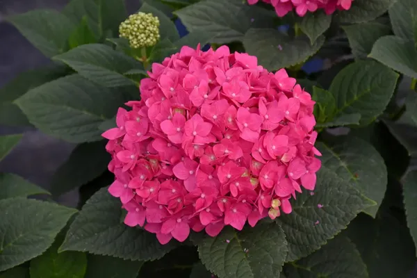 Pink_Hydrangea_Flower_Live_Plant