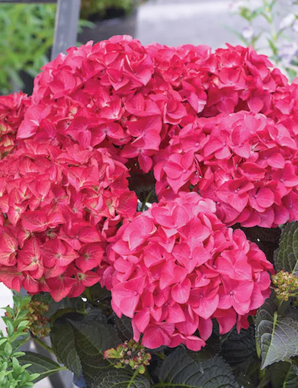 Pink_Hydrangea_Flower_Live_Plant