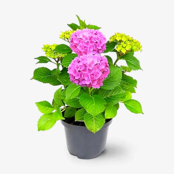 Pink_Hydrangea_Flower_Live_Plant