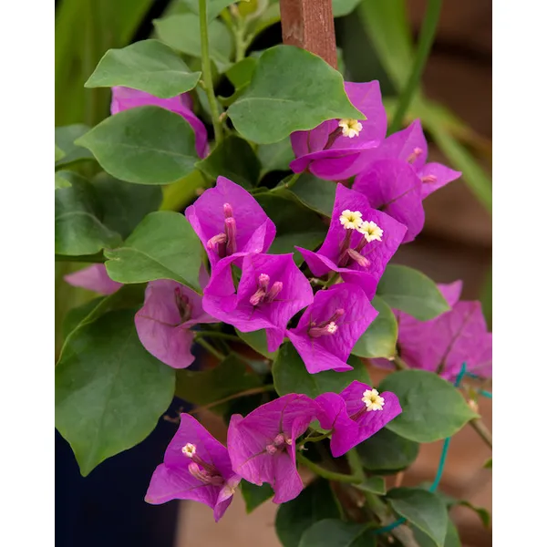Purple_Bougainvila_Live_Plant
