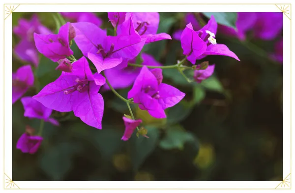 Purple_Bougainvila_Live_Plant