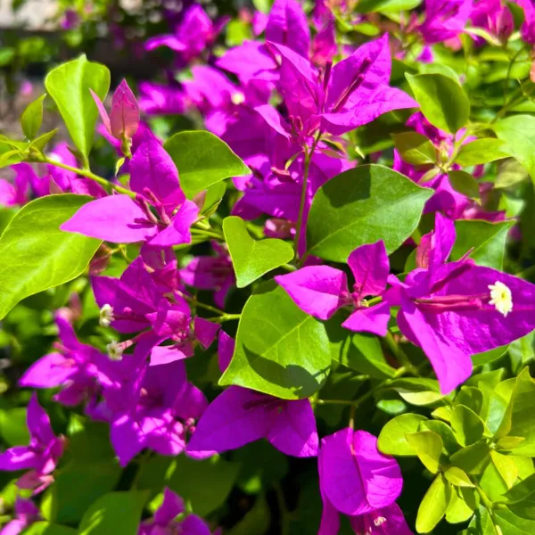 Purple_Bougainvila_Live_Plant