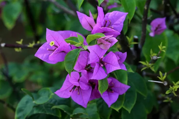 Purple_Bougainvila_Live_Plant