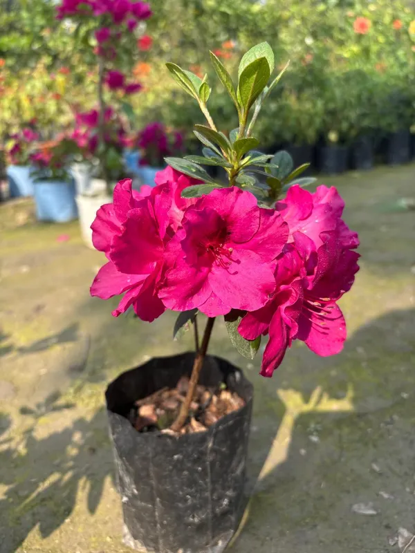 Purple_Azelia_Live_Plant