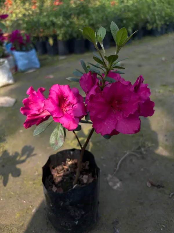 Purple_Azelia_Live_Plant