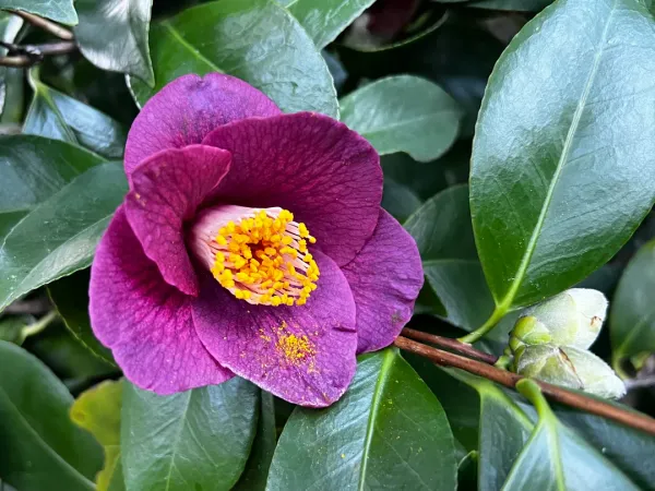 Purple_Cemelia