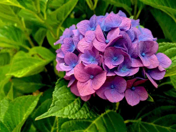 Purple_Hydrangea_Live_Plant