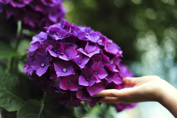 Purple_Hydrangea_Live_Plant