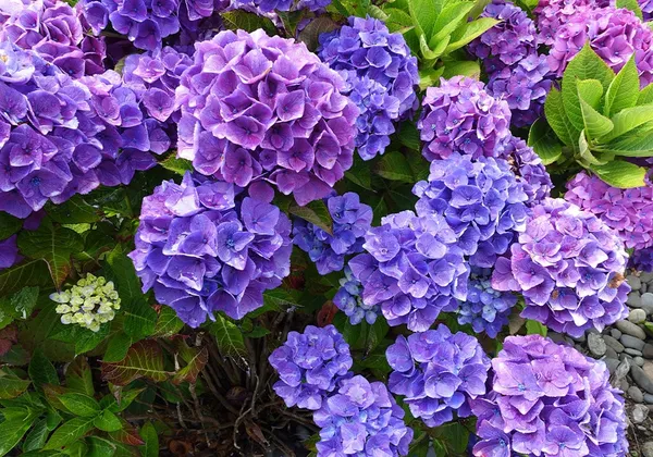 Purple_Hydrangea_Live_Plant
